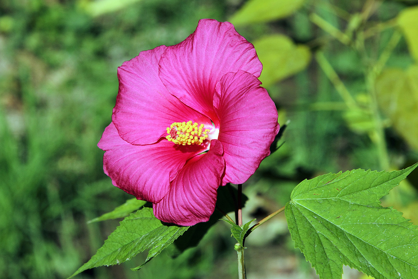 Изображение особи Hibiscus × hybridus.