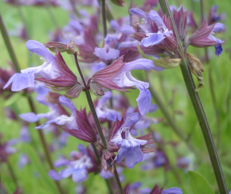 Image of Salvia officinalis specimen.