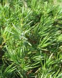 Juniperus communis. Верхушка веточки. Украина, г. Запорожье, парк им. Ю. Гагарина. 16.08.2011.