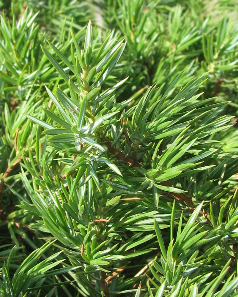 Изображение особи Juniperus communis.