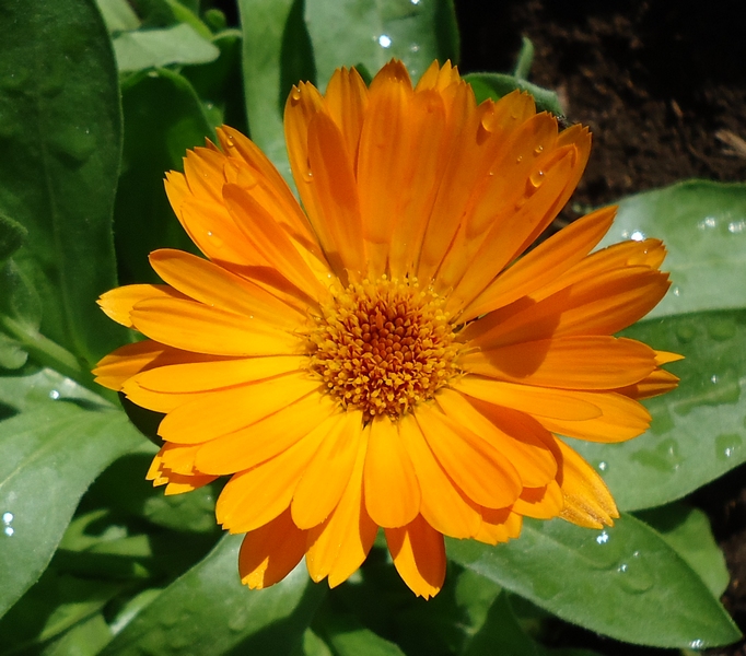 Изображение особи Calendula officinalis.