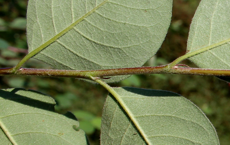 Image of genus Cotoneaster specimen.