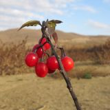 Solanum kitagawae