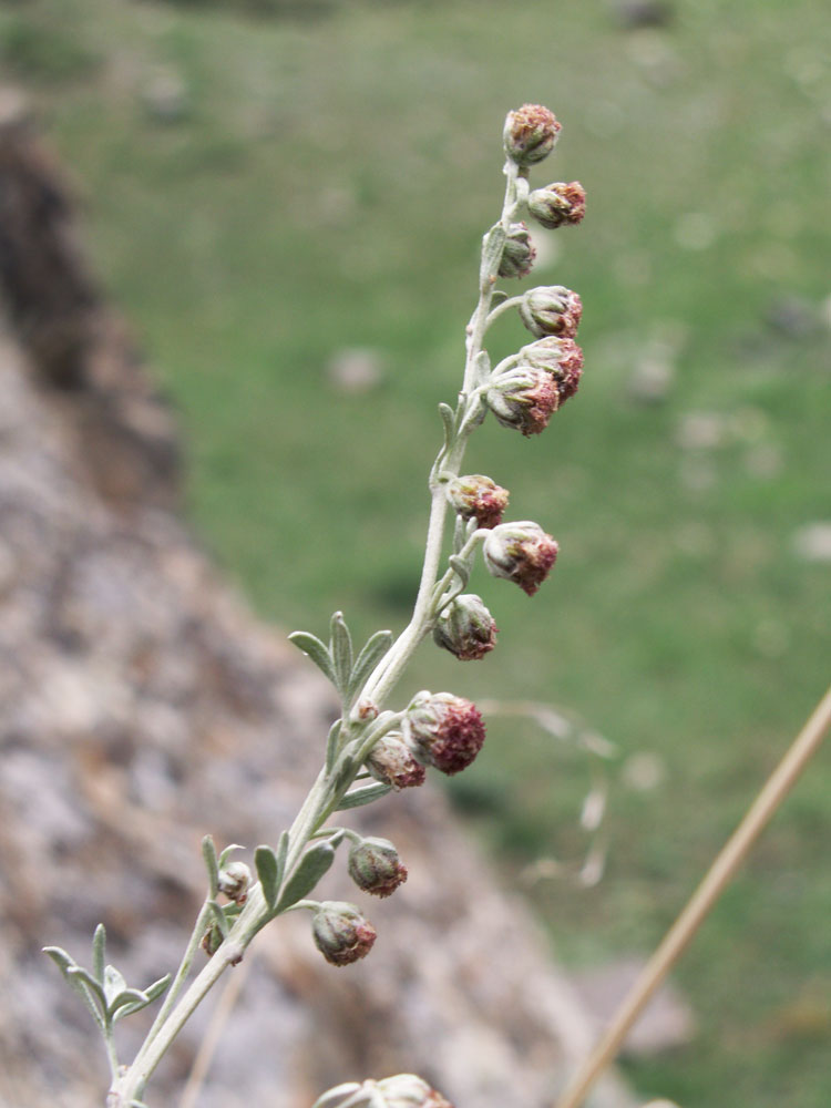 Изображение особи Artemisia rutifolia.