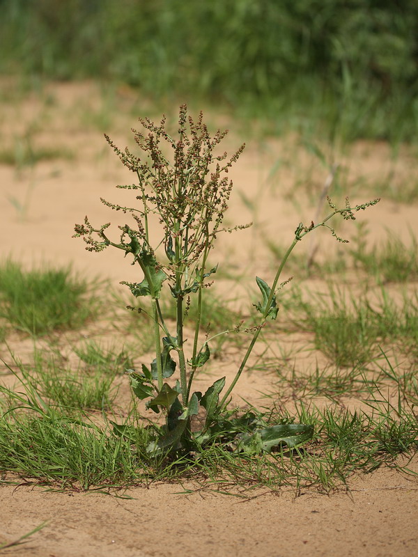 Изображение особи Rumex acetosa.