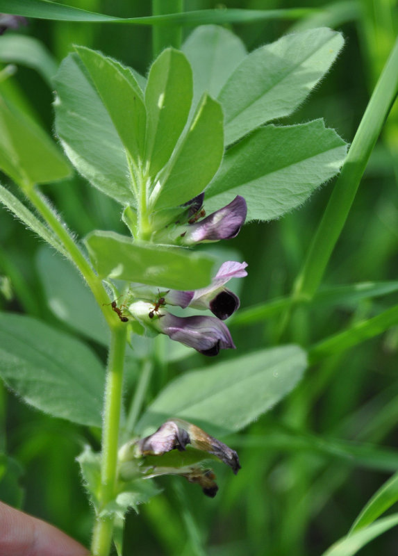 Изображение особи Vicia narbonensis.