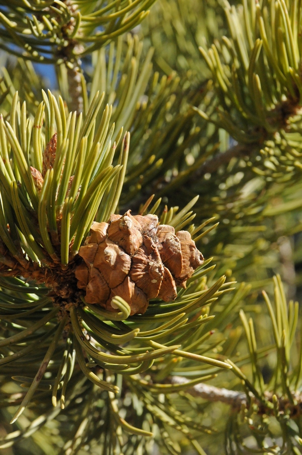 Изображение особи Pinus edulis.