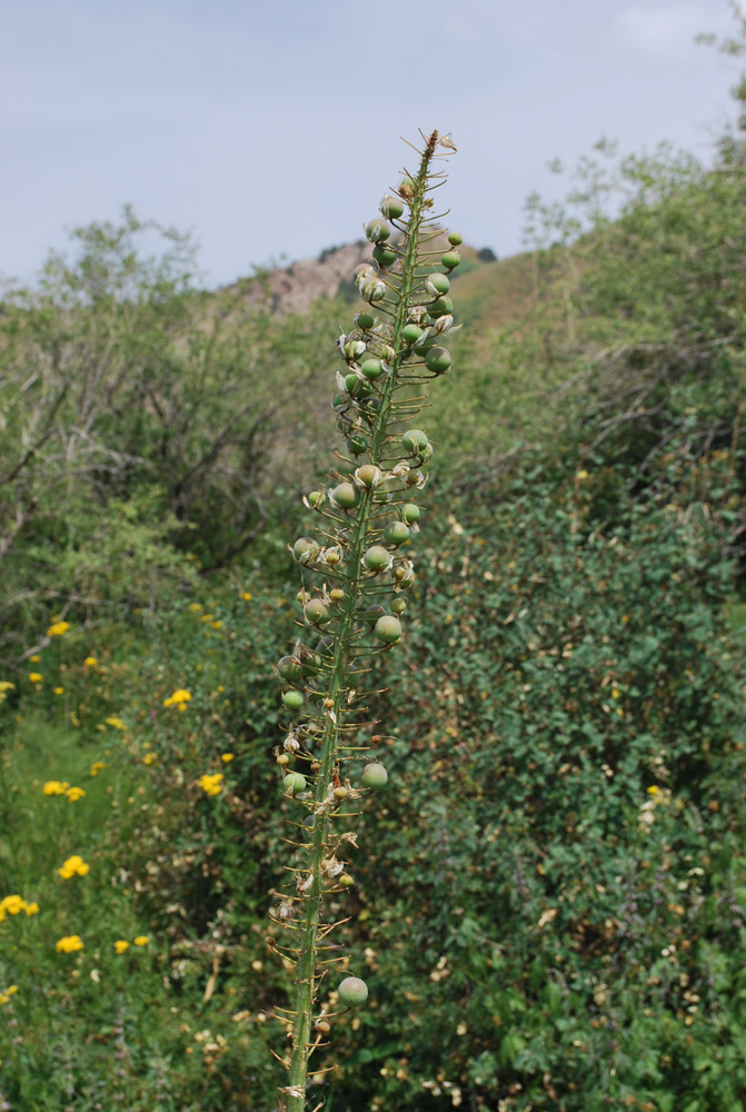Изображение особи Eremurus robustus.