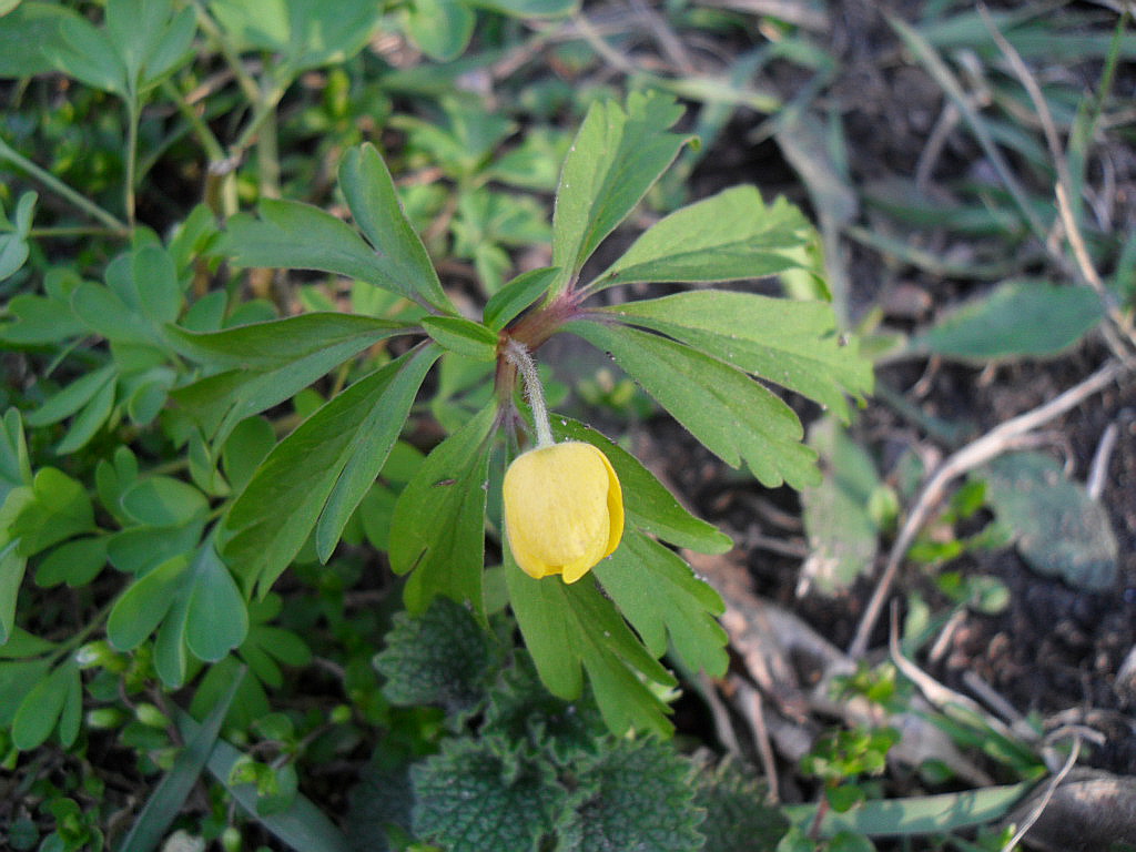 Image of Anemone ranunculoides specimen.