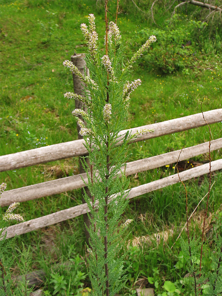 Изображение особи Myricaria germanica.