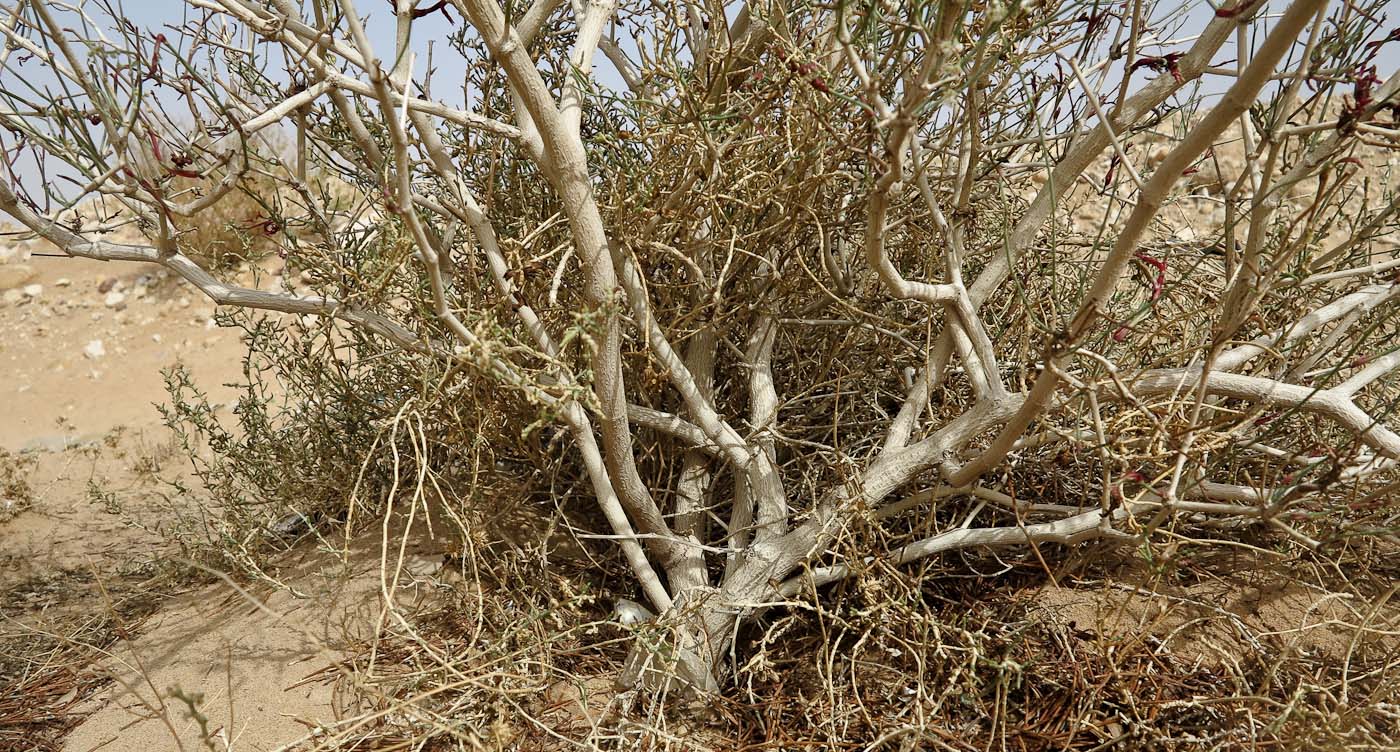 Image of Calligonum polygonoides specimen.