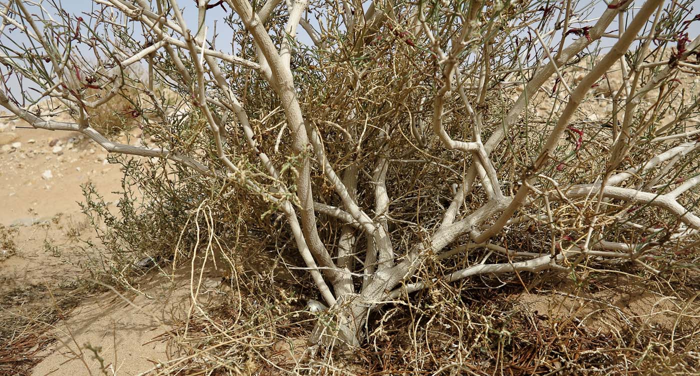 Image of Calligonum polygonoides specimen.