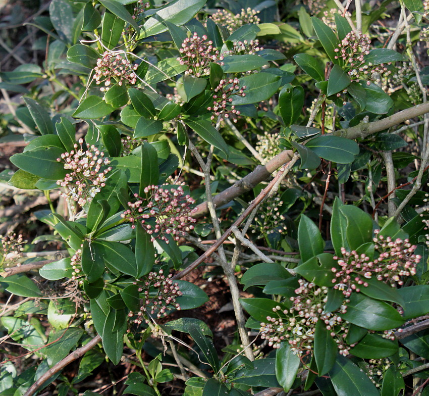 Изображение особи Skimmia reevesiana.