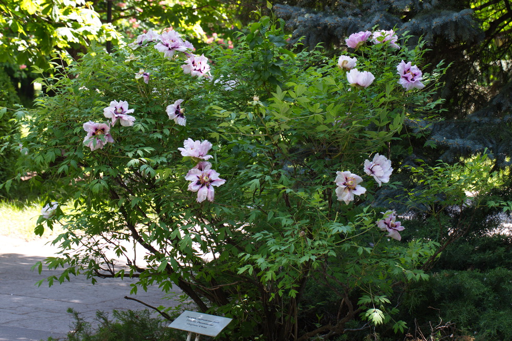 Изображение особи Paeonia suffruticosa.