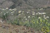Anthemis tranzscheliana. Цветущие растения. ЮВ Крым, Карадаг, хр. Кок-Кая. 10 мая 2014 г.