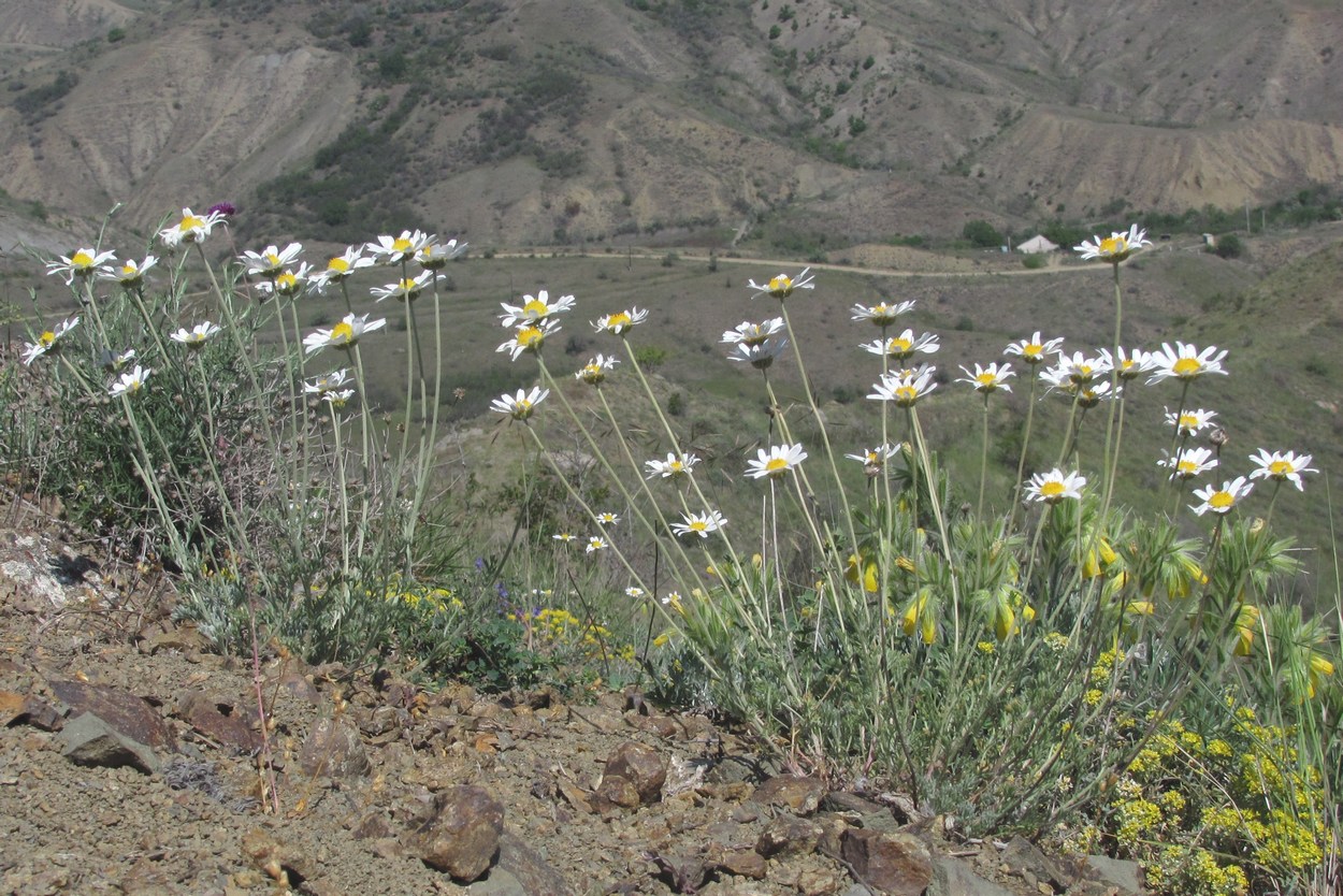 Изображение особи Anthemis tranzscheliana.