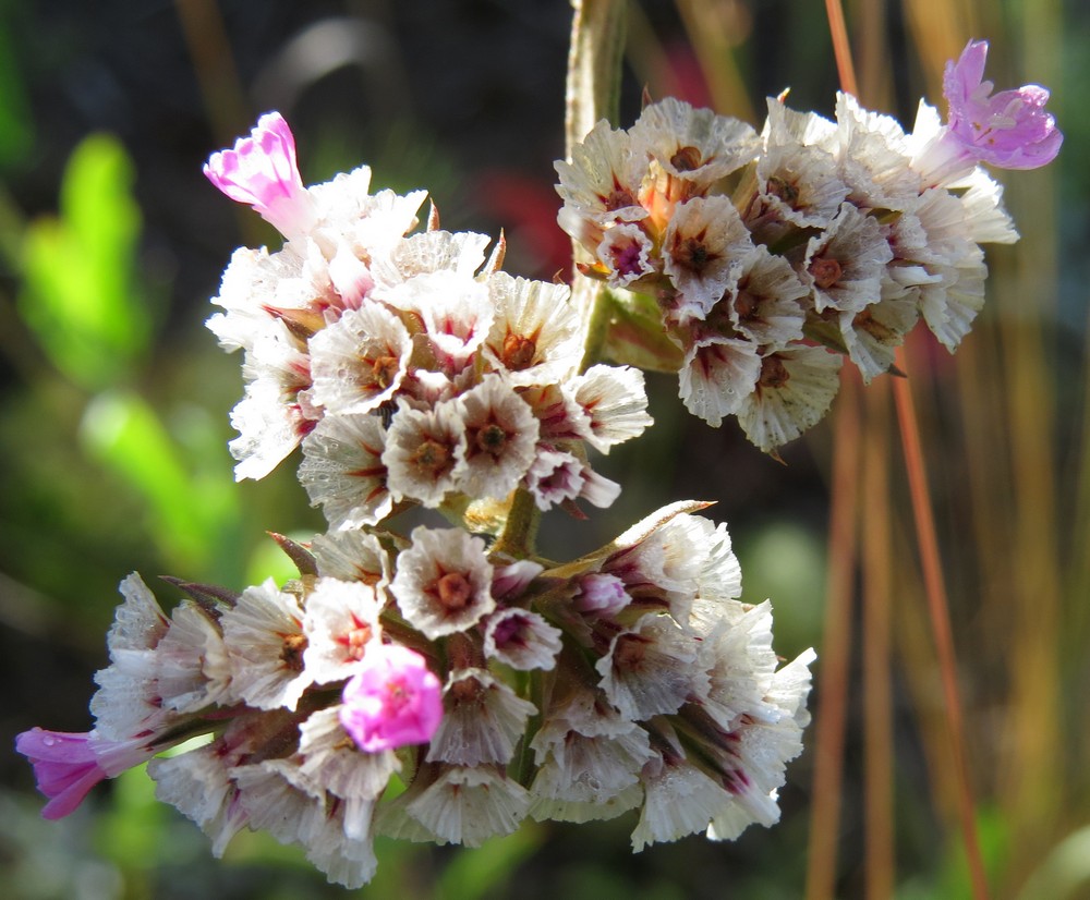 Изображение особи Goniolimon speciosum.