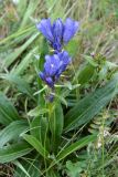 Gentiana decumbens. Цветущее растение. Высота - 15-20 см. Встречаются поодиночке на ровных участках. Горный Алтай, долина Ярлу, конец июля 2007 г.