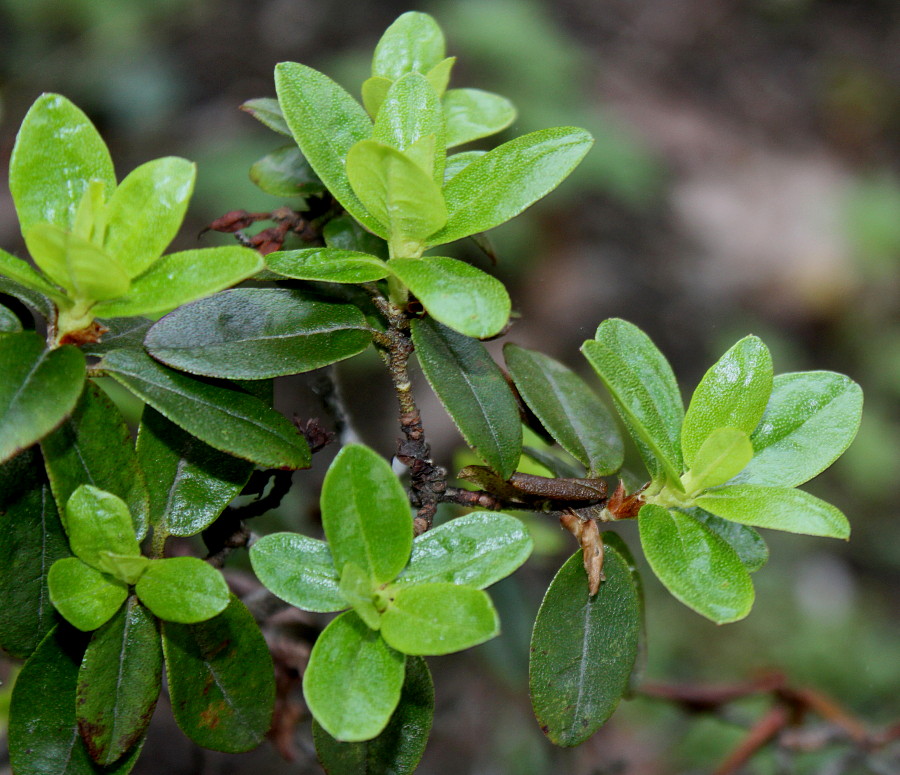 Изображение особи Rhododendron impeditum.