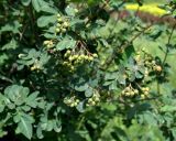 × Sorbocotoneaster pozdnjakovii