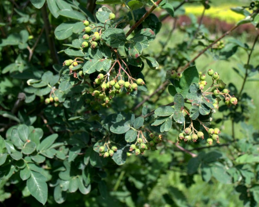 Image of × Sorbocotoneaster pozdnjakovii specimen.