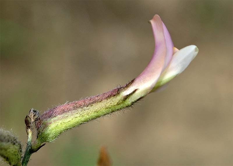 Изображение особи Astragalus xiphidium.