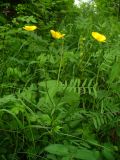 genus Ranunculus. Цветущее растение. Ставропольский край, г. Кисловодск, около Красных камней, лужайка (43°53′52,97″ с.ш., 42°43′39,09″ в.д.). 25.05.2014.