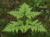 Pteridium pinetorum subspecies sibiricum. Вайя. Ленинградская обл., склон долины р. Луга у дер. Кемка, травяной сосняк. 12.06.2009.