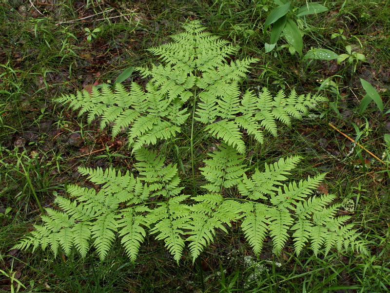 Изображение особи Pteridium pinetorum ssp. sibiricum.