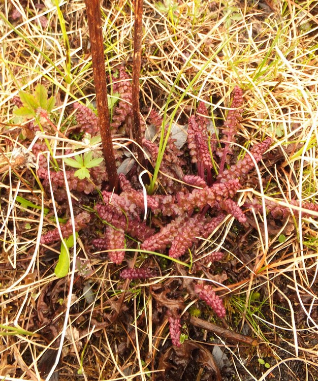 Изображение особи Pedicularis sceptrum-carolinum.