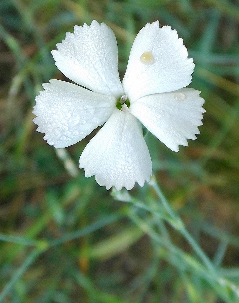 Изображение особи Dianthus lanceolatus.