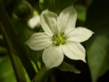 Capsicum annuum. Аномальный 6-членный цветок. Украина, Луганская обл., г. Кировск, в культуре. 28.06.2014.