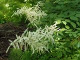 Aruncus sylvestris. Соцветия. Украина, Львовская обл., Дрогобычский р-н, г. Трускавец, Помярки, лес. 11.06.2014.