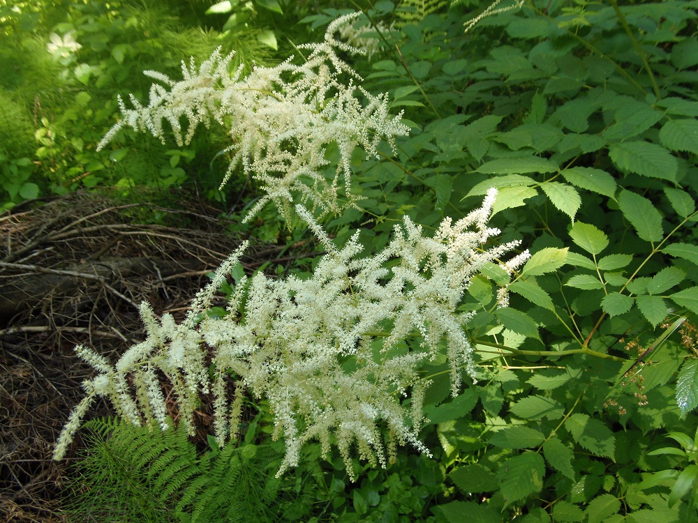 Image of Aruncus sylvestris specimen.