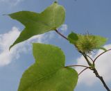 Liquidambar formosana