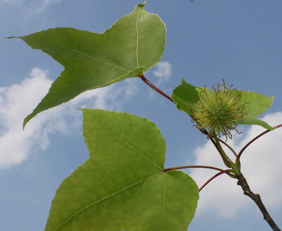 Image of Liquidambar formosana specimen.