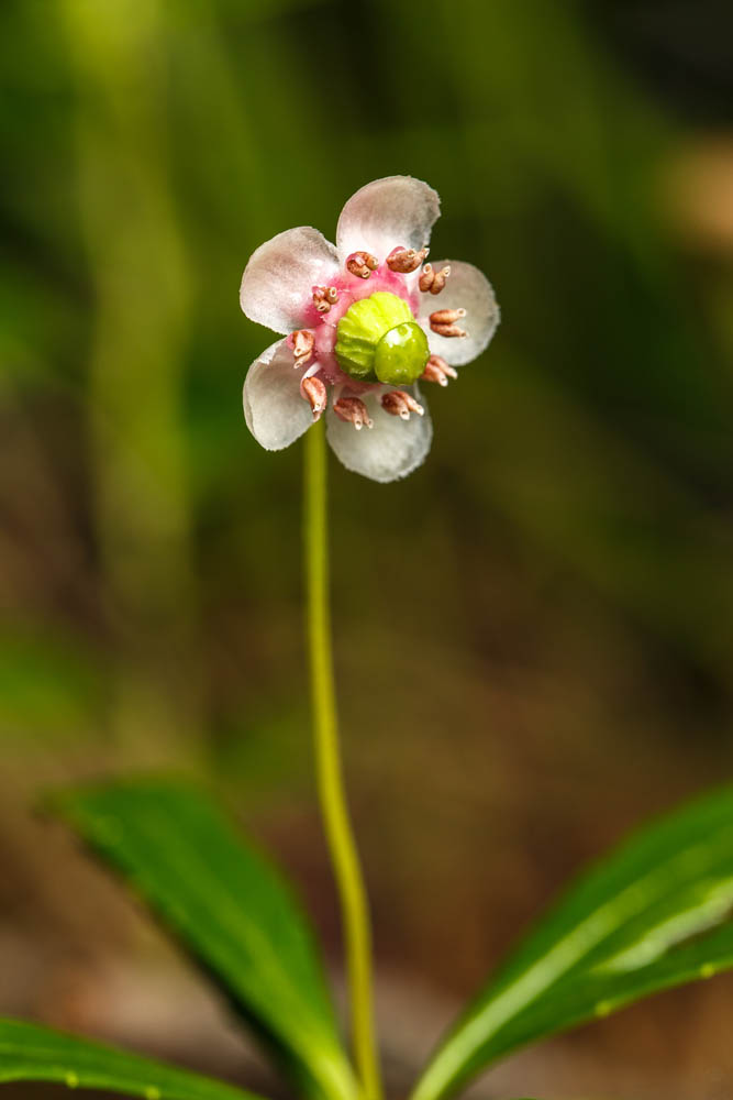Изображение особи Chimaphila umbellata.