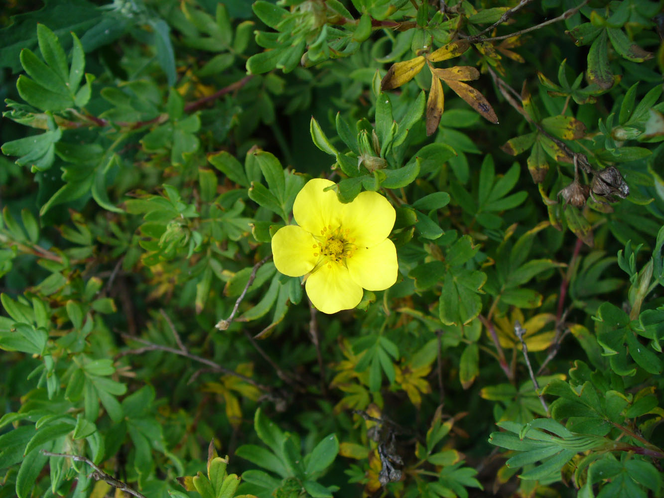 Изображение особи Dasiphora fruticosa.
