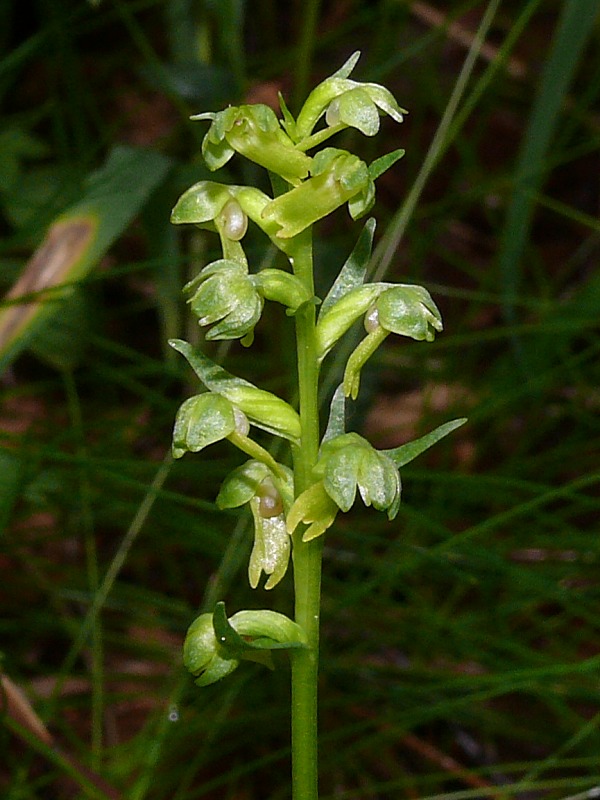 Image of Dactylorhiza viridis specimen.