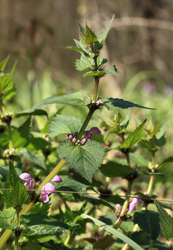 Image of Lamium maculatum specimen.