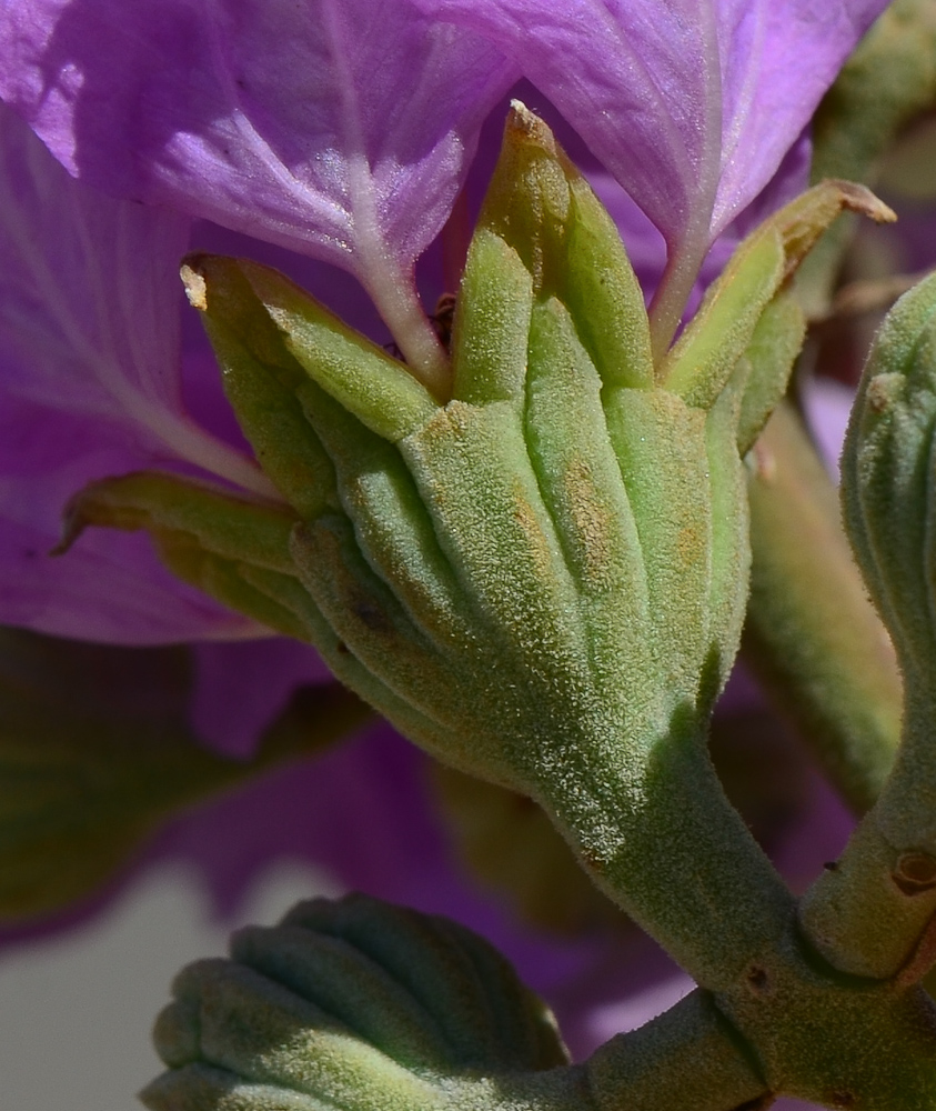 Изображение особи Lagerstroemia speciosa.