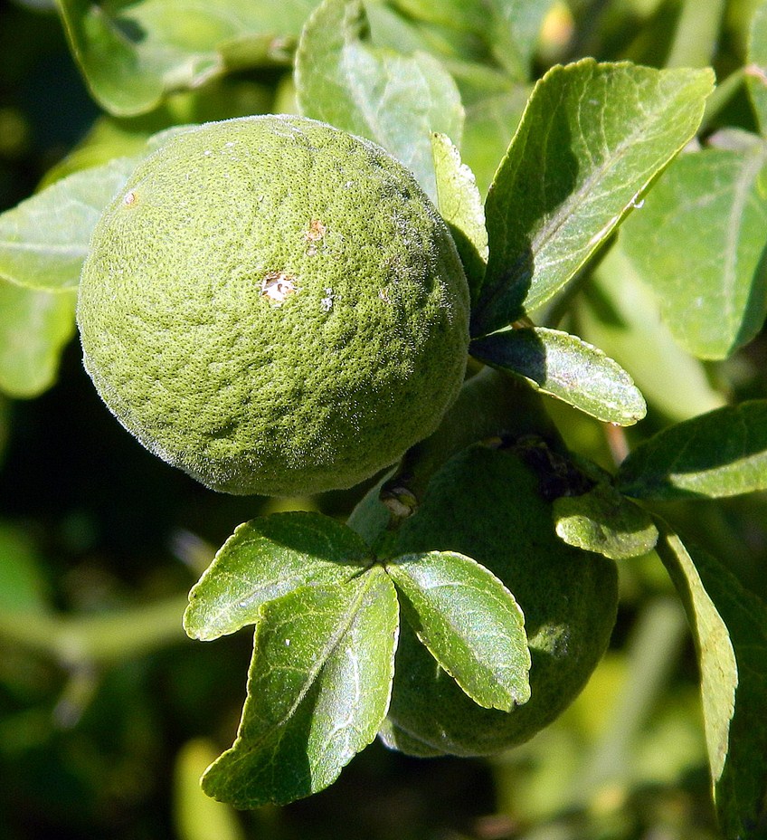 Image of Poncirus trifoliata specimen.