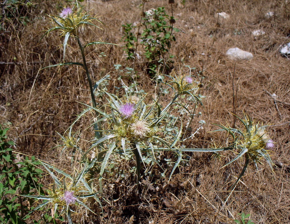 Image of Picnomon acarna specimen.