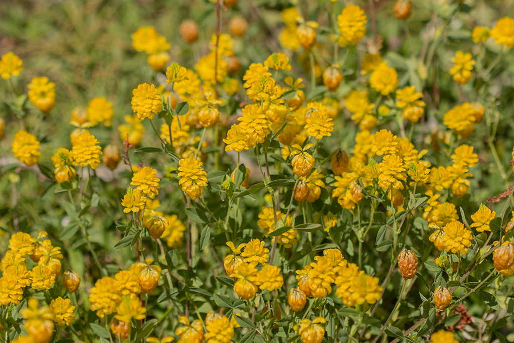 Image of Trifolium aureum specimen.