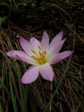Colchicum speciosum