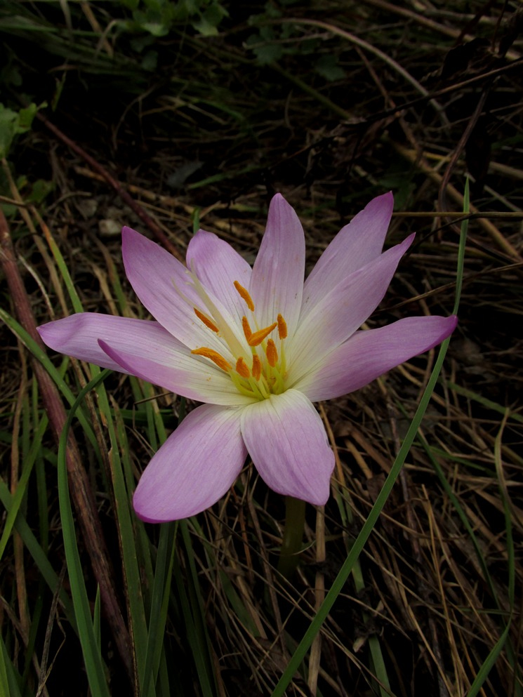 Изображение особи Colchicum speciosum.