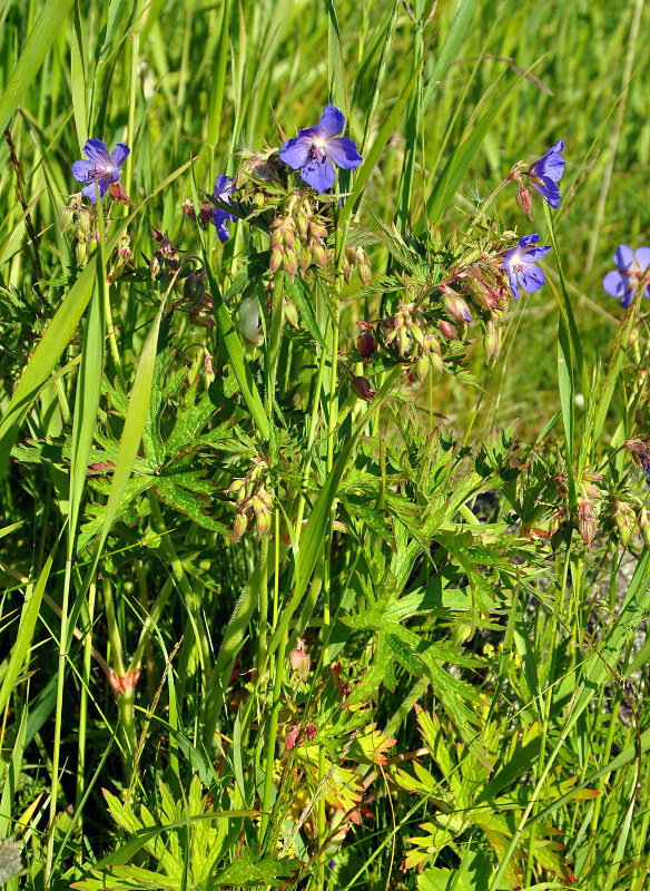 Image of Geranium pratense specimen.