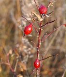 genus Rosa. Ветвь со зрелыми плодами. Амурская обл., в ~ 30км севернее Благовещенска, понижение между полями. 07.10.2014.