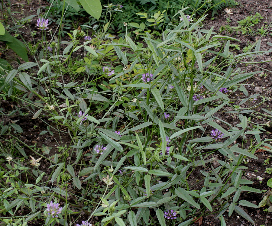 Image of Psoralea bituminosa specimen.