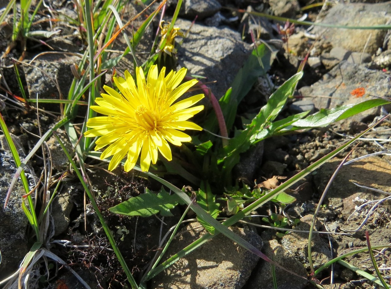 Изображение особи Taraxacum macilentum.